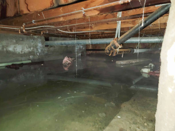 Best Sewage cleanup and water damage restoration  in Forsyth, IL